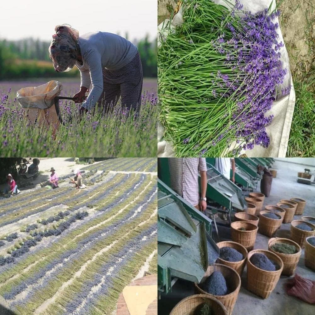SHAPERME Lavender Dried Flower Sachet